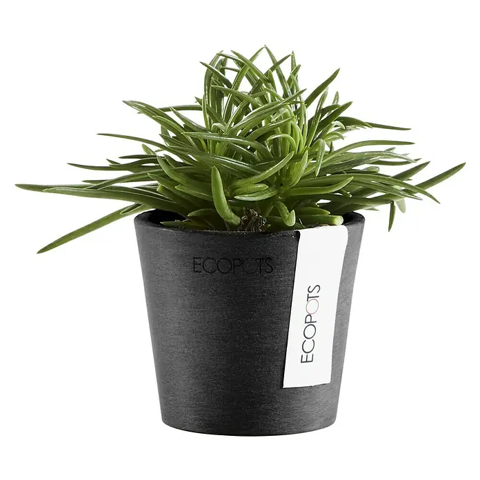 Ecopots Amsterdam Pflanztopf Mini - Außenmaß (Ø x H): 8 x 7 cm, Kunststoff, Dunkelgrau - Attraktives Foto einer Sukkulente in einem schwarzen "ECOPOTS"-Topf, perfekt für Pflanzenliebhaber und stilvolle Dekoration.