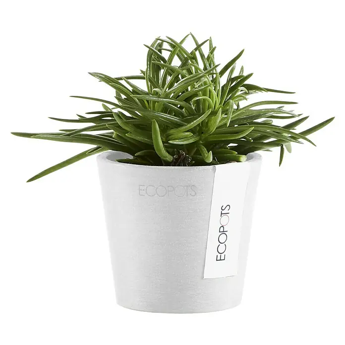 Ecopots Amsterdam Pflanztopf Mini - Außenmaß (Ø x H): 8 x 7 cm, Kunststoff, Weiß - Ein Senecio barbertonicus 'Himalaya' Sukkulenten-Topf von ECOPOTS, der eine moderne und umweltfreundliche Note für jeden Raum bietet.