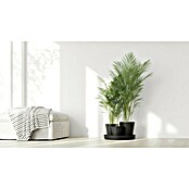 Ecopots Pflanztopf Dubai (Außenmaß (Ø x H): 56,5 x 30,7 cm, Kunststoff, Dunkelgrau, 3 Stk.) | BAUHAUS
