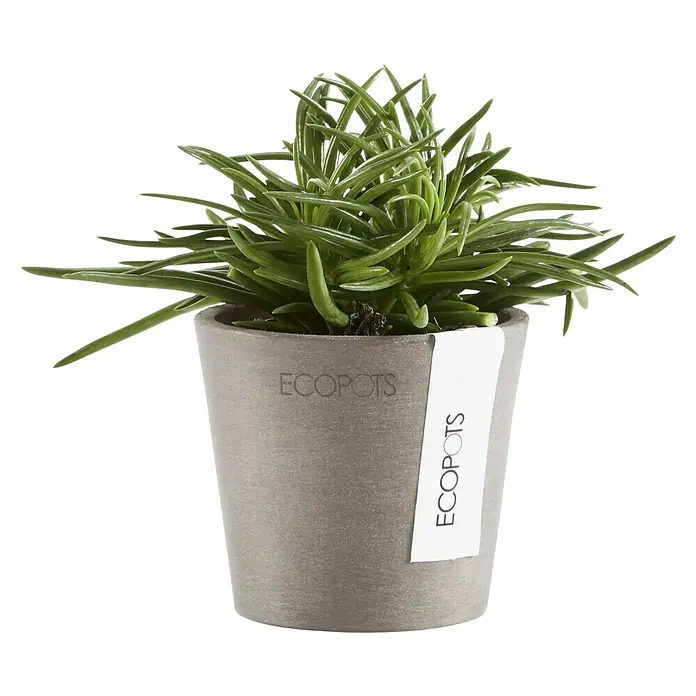 Ecopots Amsterdam Pflanztopf Mini - Außenmaß (Ø x H): 8 x 7 cm, Kunststoff, Braungrau - Nahaufnahme einer Sukkulente in einem grauen ECOPOTS-Topf mit einem weißen Etikett, das den Markennamen zeigt, vor einem schwarzen Hintergrund.