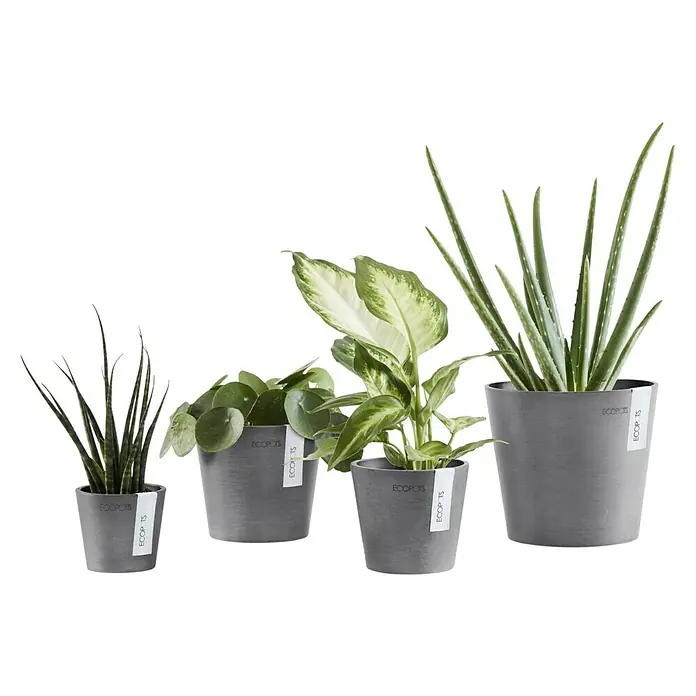 Ecopots Amsterdam Pflanztopf - Außenmaß (Ø x H): 17 x 14,9 cm, Kunststoff, Grau - Eine Reihe von vier grauen Ecopot-Blumentöpfen in verschiedenen Größen, jeweils mit einer anderen Pflanze, von klein bis groß.