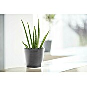 Ecopots Amsterdam Pflanztopf Amsterdam (Außenmaß (Ø x H): 17 x 14,9 cm, Kunststoff, Grau) | BAUHAUS