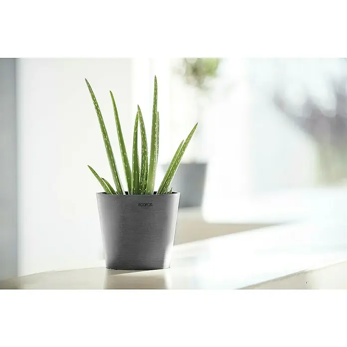 Ecopots Amsterdam Pflanztopf - Außenmaß (Ø x H): 17 x 14,9 cm, Kunststoff, Grau - Nahaufnahme einer Aloe Vera Pflanze in einem grauen Topf mit der Aufschrift ECOPOTS auf einer hellen Fensterbank.