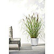Ecopots Oslo Pflanztopf mit Wasserspeicher (Außenmaß (Ø x H): 25 x 21,4 cm, Kunststoff, Weiß) | BAUHAUS