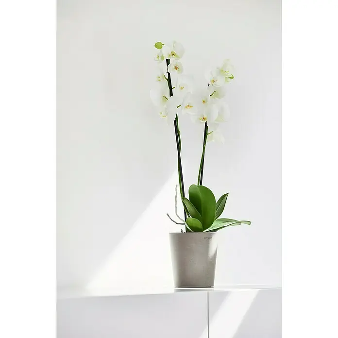 Ecopots Orchideentopf Morinda - Außenmaß (Ø x H): 14 x 15 cm, Kunststoff, Braungrau - Elegante weiße Orchidee im grauen Topf auf weißer Oberfläche. Die Orchidee blüht üppig und bringt einen Hauch von Natur in jeden Raum.