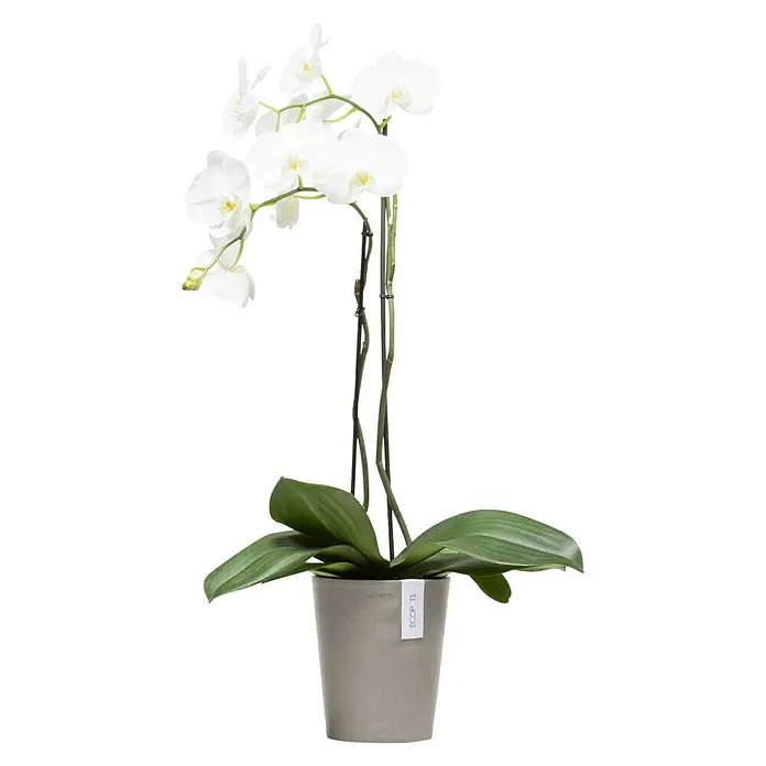 Ecopots Orchideentopf Morinda - Außenmaß (Ø x H): 17,1 x 19,5 cm, Kunststoff, Braungrau - Elegante weiße Orchidee in einem schlichten, grauen Topf. Die zarten Blüten und grünen Blätter bringen natürliche Schönheit in jeden Raum.