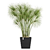Ecopots Rotterdam Pflanzkasten mit Wasserspeicher (Außenmaß (L x B x H): 25 x 25 x 24,6 cm, Kunststoff, Dunkelgrau) | BAUHAUS