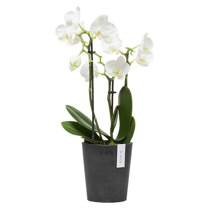 Ecopots Orchideentopf Morinda - Außenmaß (Ø x H): 11 x 12,5 cm, Kunststoff, Dunkelgrau - Nahaufnahme einer weißen Orchidee in einem anthrazitgrauen Topf von Ecopots, die Eleganz und Natürlichkeit in jeden Raum bringt.