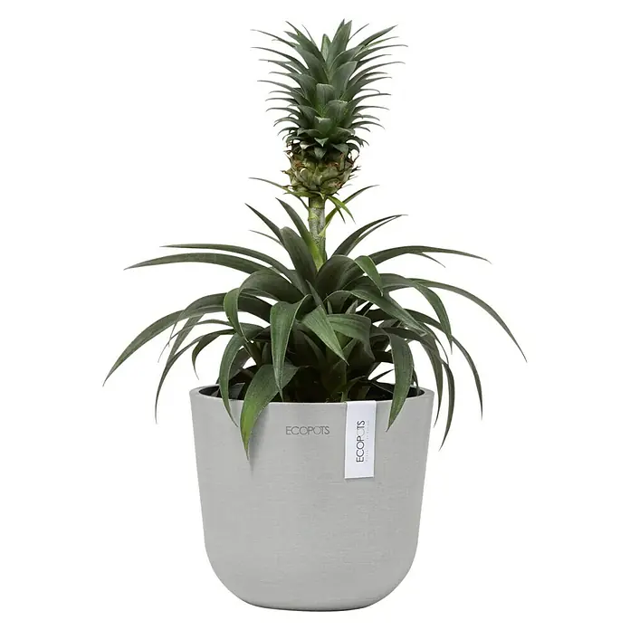 Ecopots Oslo Pflanztopf Mini - Außenmaß (Ø x H): 16 x 13,7 cm, Kunststoff, Weißgrau - Ein Ananas-Topfpflanze mit einer kleinen Ananasfrucht in einem grauen ECOPOTS-Topf, die eine tropische und stilvolle Note verleiht.