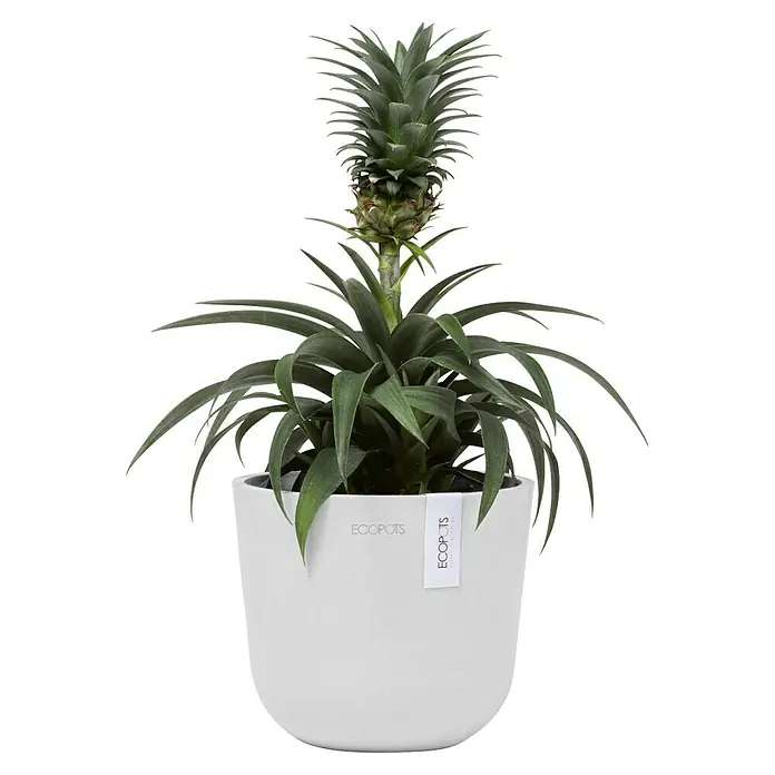 Ecopots Oslo Pflanztopf Mini - Außenmaß (Ø x H): 16 x 13,7 cm, Kunststoff, Weiß - Ein Zimmerananas-Pflanze in einem weißen "Ecopots"-Topf, die das exotische Flair in Ihr Zuhause bringt und eine stilvolle Dekoration darstellt.