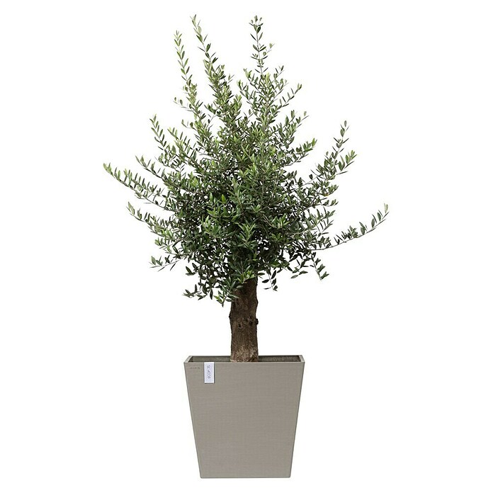 Ecopots Rotterdam Pflanzkasten mit Rollen (Außenmaß (L x B x H): 50,2 x 50,2 x 49,5 cm, Kunststoff, Braungrau) | BAUHAUS