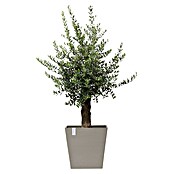 Ecopots Rotterdam Pflanzkasten mit Rollen (Außenmaß (L x B x H): 50,2 x 50,2 x 49,5 cm, Kunststoff, Braungrau) | BAUHAUS