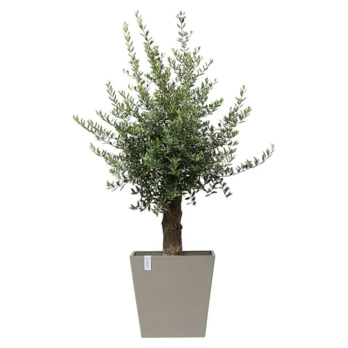 Ecopots Rotterdam Pflanzkasten mit Rollen - Außenmaß (L x B x H): 50,2 x 50,2 x 49,5 cm, Kunststoff, Braungrau - Ein Olivenbaum in einem quadratischen Topf, der eine stilvolle und natürliche Dekoration für Innenräume bietet.