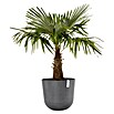 Ecopots Oslo Pflanztopf mit Wasserspeicher (Außenmaß (Ø x H): 55 x 48,5 cm, Kunststoff, Grau) | BAUHAUS