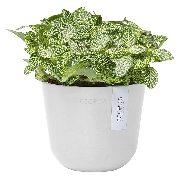Ecopots Oslo Pflanztopf Mini - Außenmaß (Ø x H): 11,4 x 9,5 cm, Kunststoff, Weiß - Zimmerpflanze Fittonia in einem weißen ECOPOTS Pflanzgefäß mit dem Markennamen ECOPOTS.