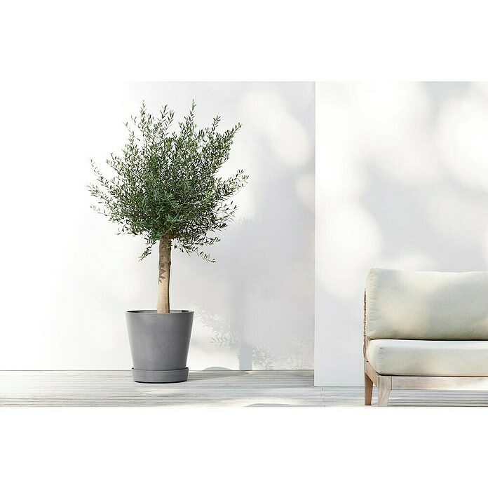 Ecopots Amsterdam Blumentopf-Untersetzer Amsterdam (Außenmaß (Ø x H): 41,6 x 9 cm, Kunststoff, Grau) | BAUHAUS