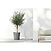 Ecopots Amsterdam Blumentopf-Untersetzer Amsterdam (Außenmaß (Ø x H): 41,6 x 9 cm, Kunststoff, Grau) | BAUHAUS