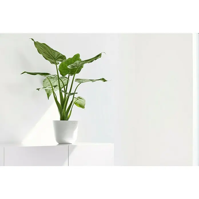 Ecopots Oslo Pflanztopf Mini - Außenmaß (Ø x H): 16 x 13,7 cm, Kunststoff, Weiß - Zimmerpflanze in einem weißen Topf auf einem weißen Tisch vor einer weißen Wand, minimalistische und moderne Dekoration für Zuhause.