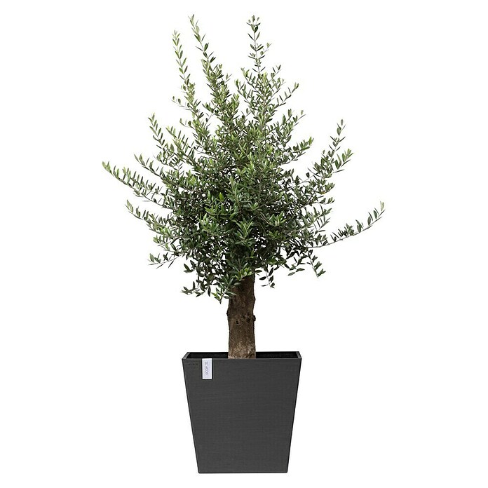 Ecopots Rotterdam Pflanzkasten mit Rollen (Außenmaß (L x B x H): 50,2 x 50,2 x 49,5 cm, Kunststoff, Dunkelgrau) | BAUHAUS