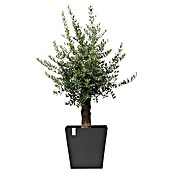 Ecopots Rotterdam Pflanzkasten mit Rollen (Außenmaß (L x B x H): 50,2 x 50,2 x 49,5 cm, Kunststoff, Dunkelgrau) | BAUHAUS