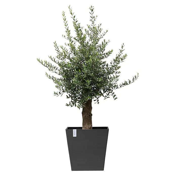 Ecopots Rotterdam Pflanzkasten mit Rollen - Außenmaß (L x B x H): 50,2 x 50,2 x 49,5 cm, Kunststoff, Dunkelgrau - Detailaufnahme eines Olivenbaums im Topf, der natürliche Eleganz in jeden Raum bringt. Ideal für stilvolle Dekorationen im Innen- und Außenbereich.