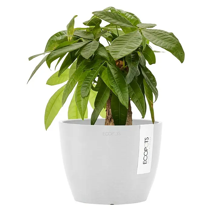 Ecopots Pflanztopf Stockholm - Außenmaß (Ø x H): 16,2 x 12 cm, Kunststoff, Weiß - Zimmerpflanze im weißen ECOPOTS-Topf. Das Grün der Blätter kontrastiert schön mit dem schlichten Weiß des Topfes, ein stilvoller Hingucker.