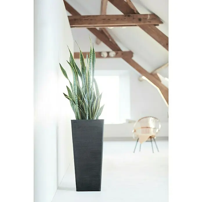 Ecopots Rotterdam Pflanzsäule eckig - Außenmaß (L x B x H): 32,7 x 32,7 x 70,5 cm, Kunststoff, Dunkelgrau - Zimmerpflanze in modernem schwarzen Topf in einem hellen, minimalistischen Raum mit Holzbalken. Die Pflanze bringt Leben in das Interieur.