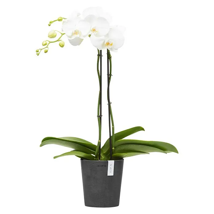 Ecopots Orchideentopf Morinda - Außenmaß (Ø x H): 14 x 15 cm, Kunststoff, Dunkelgrau - Elegante weiße Orchidee in einem modernen, grauen Topf von Ecopots. Die Pflanze besticht durch ihre schlichte Schönheit und zeitlose Eleganz.