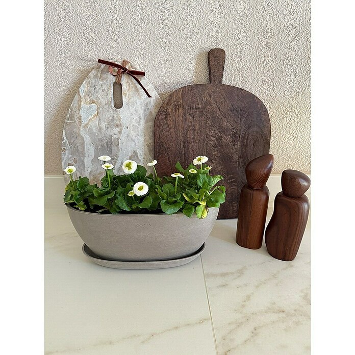 Ecopots Sofia Pflanzschale Sofia (L x B x H: 29,5 x 13,4 x 13,5 cm, Grau) | BAUHAUS