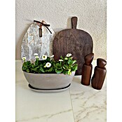 Ecopots Sofia Pflanzschale Sofia (L x B x H: 29,5 x 13,4 x 13,5 cm, Grau) | BAUHAUS
