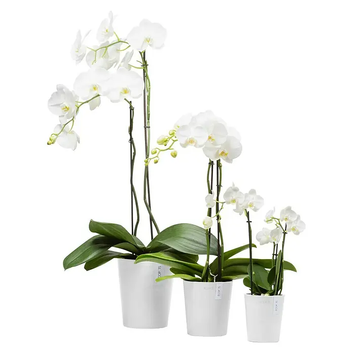Ecopots Orchideentopf Morinda - Außenmaß (Ø x H): 17,1 x 19,5 cm, Kunststoff, Weiß - Elegante weiße Orchideen in abgestuften Töpfen. Dekorative Topfpflanzen für ein stilvolles Ambiente.