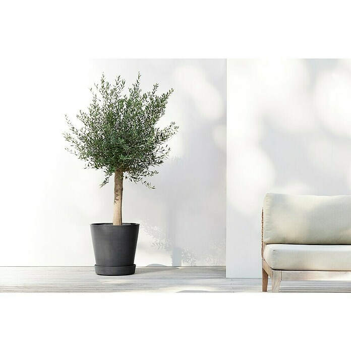 Ecopots Amsterdam Blumentopf-Untersetzer mit Rollen (Außenmaß (Ø x H): 41,6 x 9 cm, Kunststoff, Dunkelgrau) | BAUHAUS