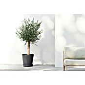 Ecopots Amsterdam Blumentopf-Untersetzer mit Rollen (Außenmaß (Ø x H): 41,6 x 9 cm, Kunststoff, Dunkelgrau) | BAUHAUS