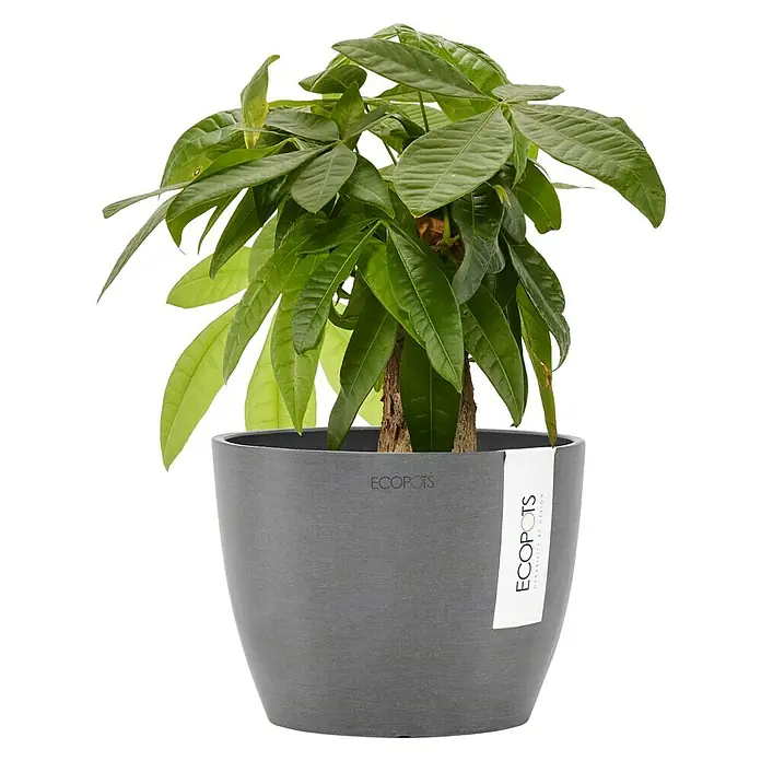 Ecopots Pflanztopf Stockholm - Außenmaß (Ø x H): 16,2 x 12 cm, Kunststoff, Grau - Ein Pachira Aquatica im grauen ECOPOTS Pflanzgefäß. Die Zimmerpflanze hat grüne Blätter und einen geflochtenen Stamm, der aus dem Topf ragt.