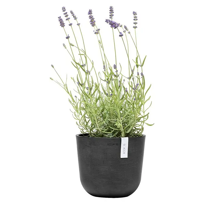 Ecopots Oslo Pflanztopf Mini - Außenmaß (Ø x H): 19 x 16,5 cm, Kunststoff, Dunkelgrau - Ein Lavendelstrauch in einem dunklen ECOPOTS-Topf. Die Pflanze hat lange Stängel mit lila Blüten und grünen Blättern.