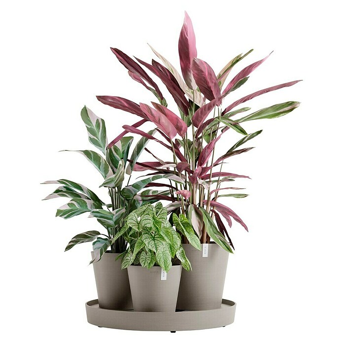 Ecopots Pflanztopf Dubai (Außenmaß (Ø x H): 56,5 x 30,7 cm, Kunststoff, Taupe, 3 Stk.) | BAUHAUS