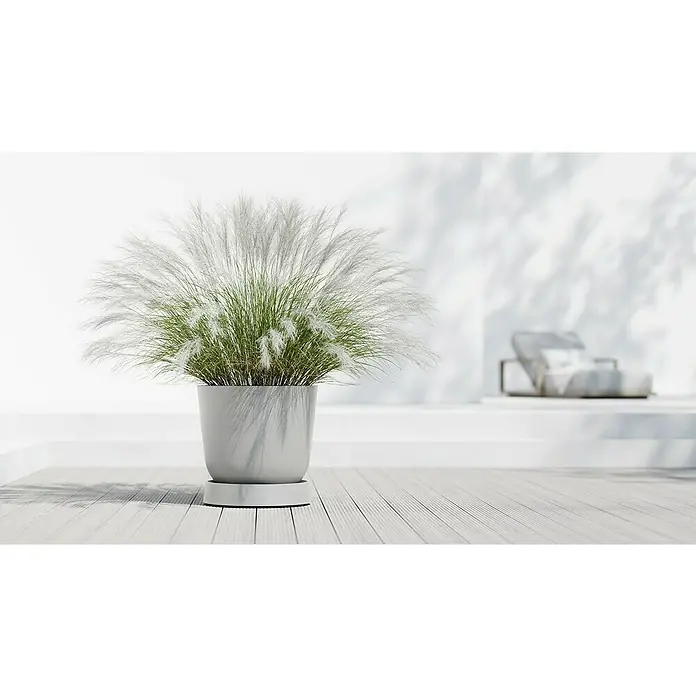 Ecopots Oslo Blumentopf-Untersetzer mit Rollen - Außenmaß (Ø x H): 50 x 10,5 cm, Kunststoff, Weißgrau - Dekoratives Pampasgras im Topf. Das hohe Gras mit den weißen Blütenständen steht auf einem hellen Holzboden in minimalistischer Umgebung.
