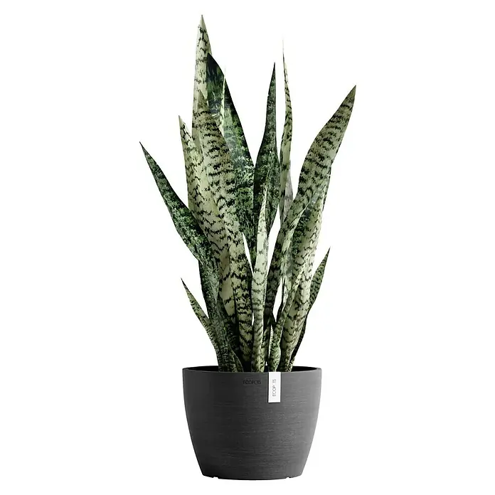 Ecopots Pflanztopf Stockholm - Außenmaß (Ø x H): 23,3 x 17,7 cm, Kunststoff, Dunkelgrau - Elegante Sansevieria-Pflanze in einem modernen, grauen ECOPOTS-Blumentopf. Die Pflanze zeichnet sich durch ihre aufrechten, gestreiften Blätter aus.