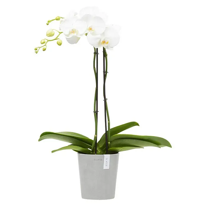 Ecopots Orchideentopf Morinda - Außenmaß (Ø x H): 14 x 16 cm, Kunststoff, Weißgrau - Eine elegante weiße Orchidee von Ecopots, die durch ihre schlichte Schönheit und stilvolle Präsentation besticht. Ideal für eine moderne Dekoration.