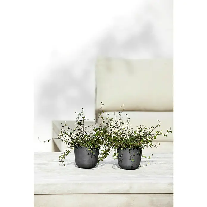 Ecopots Oslo Pflanztopf Mini - Außenmaß (Ø x H): 11,4 x 9,5 cm, Kunststoff, Dunkelgrau - Zwei Töpfe mit zarten Grünpflanzen stehen auf einem Tisch, die eine ruhige und natürliche Atmosphäre schaffen.
