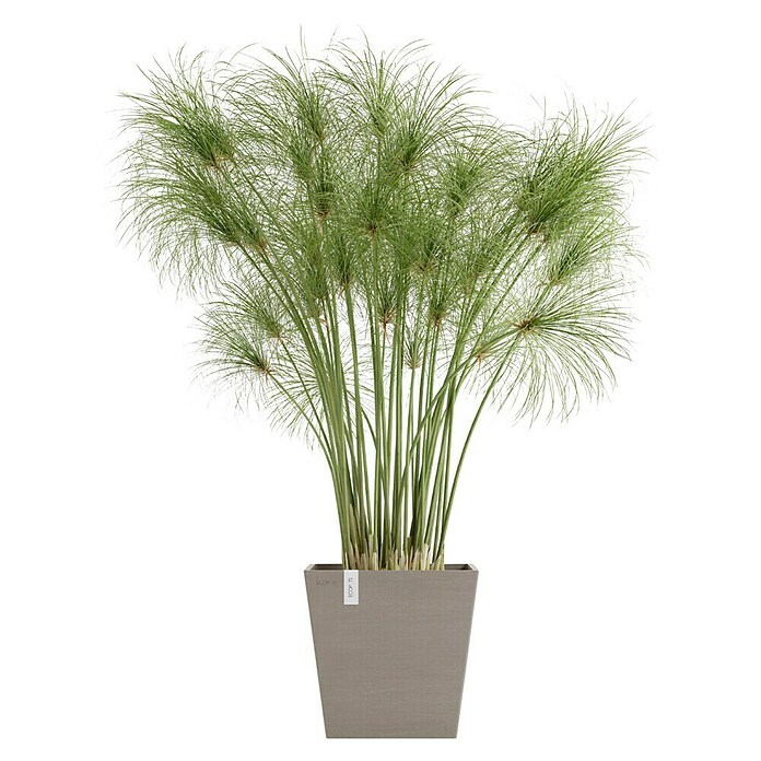 Ecopots Rotterdam Pflanzkasten mit Wasserspeicher (Außenmaß (L x B x H): 25 x 25 x 24,6 cm, Kunststoff, Braungrau) | BAUHAUS