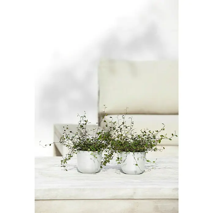 Ecopots Oslo Pflanztopf Mini - Außenmaß (Ø x H): 11,4 x 9,5 cm, Kunststoff, Weiß - Zwei Topfpflanzen auf einem weißen Tisch, die Pflanzen haben kleine grüne Blätter und dünne Stängel.