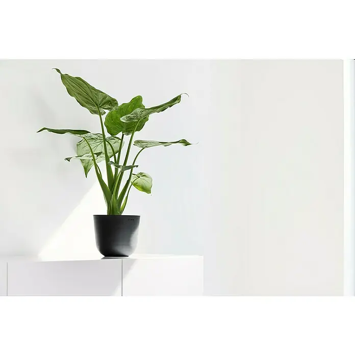 Ecopots Oslo Pflanztopf Mini - Außenmaß (Ø x H): 16 x 13,7 cm, Kunststoff, Dunkelgrau - Zimmerpflanze in einem schwarzen Topf auf einer weißen Oberfläche. Perfekt für eine moderne Inneneinrichtung und bringt Leben in jeden Raum.