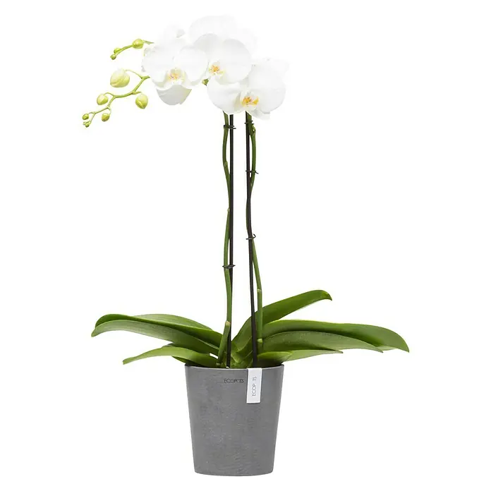 Ecopots Orchideentopf Morinda - Außenmaß (Ø x H): 14 x 16 cm, Kunststoff, Grau - Elegante weiße Orchidee im modernen ECOPOTS-Topf. Ein stilvolles Dekoelement, das jedem Raum eine besondere Note verleiht und die Blicke auf sich zieht.