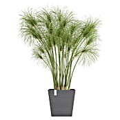 Ecopots Rotterdam Pflanzkasten mit Wasserspeicher (Außenmaß (L x B x H): 25 x 25 x 24,6 cm, Kunststoff, Grau) | BAUHAUS