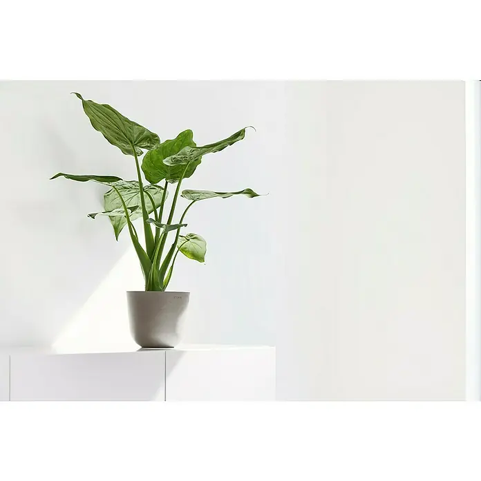 Ecopots Oslo Pflanztopf Mini - Außenmaß (Ø x H): 16 x 13 cm, Kunststoff, Braungrau - Zimmerpflanze mit großen grünen Blättern in einem grauen Topf auf einem weißen Regal, minimalistische Dekoration für Innenräume.