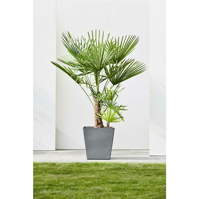 Ecopots Rotterdam Pflanzkasten mit Rollen (Außenmaß (L x B x H): 50,2 x 50,2 x 49,5 cm, Kunststoff, Grau) | BAUHAUS