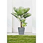 Ecopots Rotterdam Pflanzkasten mit Rollen (Außenmaß (L x B x H): 50,2 x 50,2 x 49,5 cm, Kunststoff, Grau) | BAUHAUS