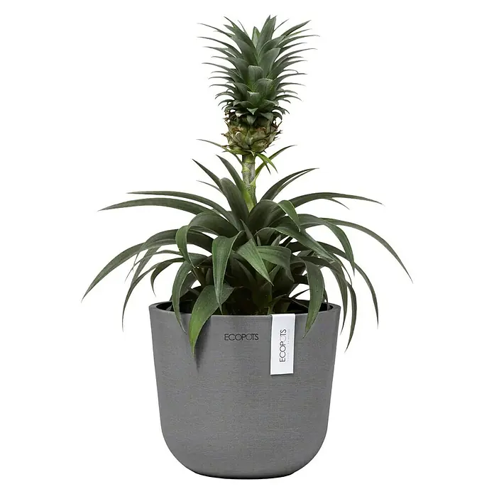 Ecopots Oslo Pflanztopf Mini - Außenmaß (Ø x H): 16 x 13,7 cm, Kunststoff, Grau - Ein Ananas-Topfpflanze mit einer kleinen Ananasfrucht in einem grauen Topf der Marke Ecopots. Die Pflanze hat lange, grüne Blätter.