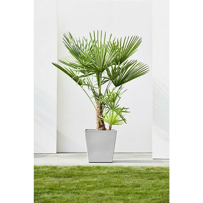 Ecopots Rotterdam Pflanzkasten mit Rollen (Außenmaß (L x B x H): 50,2 x 50,2 x 49,5 cm, Kunststoff, Weißgrau) | BAUHAUS